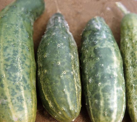 bestrijding van ziekten van komkommers