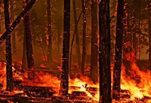 oorzaken van bosbranden