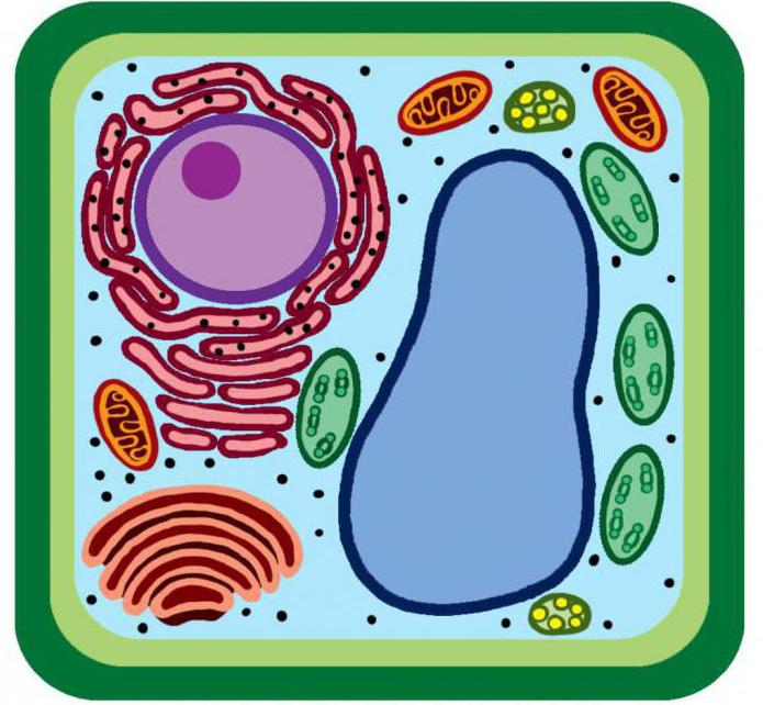 Wat is het verschil tussen een bacteriecel en een plantencel?