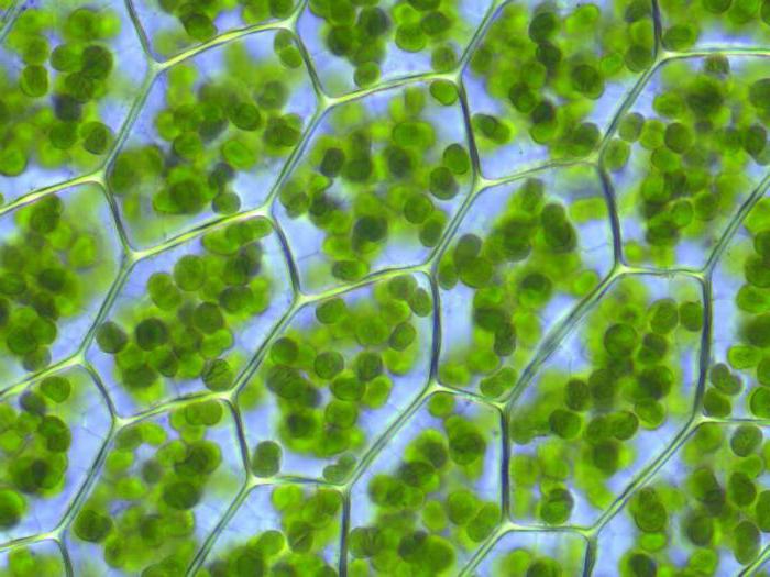 plantaardige cel samenstelling